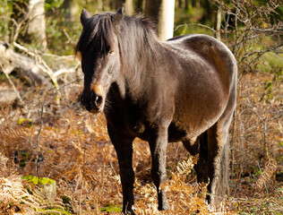 Fototapeta premium New Forest Pony
