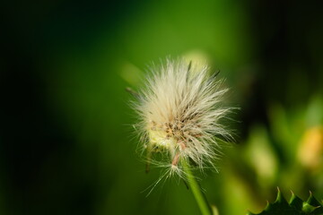 flower in the garden
