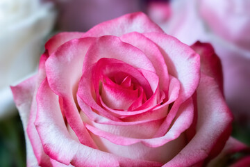 Macro. Rose close-up. Pink and white flowers