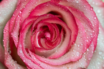 Macro. Rose close-up. Water drops on the petals. Pink and white flowers