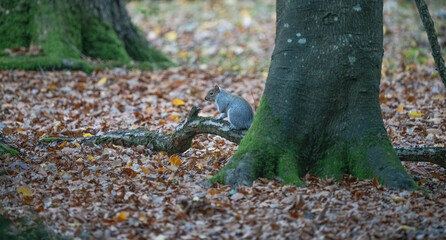 Grey Squirrel