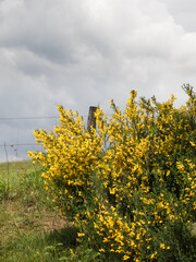 Gelb blühende Pflanzen des Besenginster wachsen am Rand einer Weidefläche vor bewölkten Himmel.