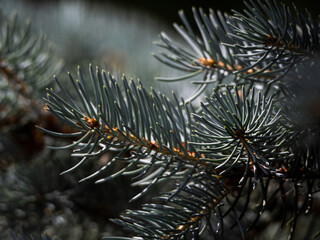 christmas tree branches