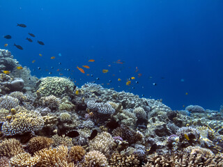 Naklejka na ściany i meble Tropical fish and corals. Red Sea