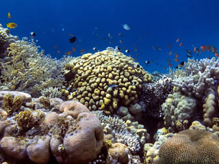 Tropical fish and corals. Red Sea
