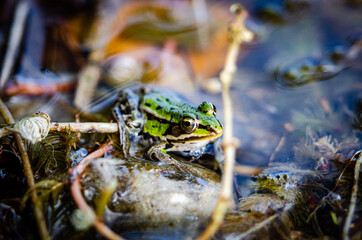 frog in the pond