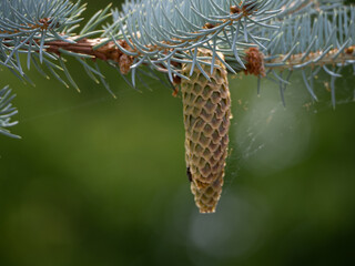 cones on a branch