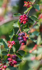 Ripe amelanchier berries on bush