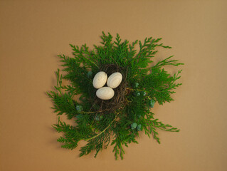 Improvised bird nest construction with bird eggs on evergreen pine branches on natural brown...