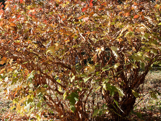(Hydrangea quercifolia) Eichen-Hortensie oder Eichenblatt-Hortensie mit Prachtvoll Herbstfärbung. Leuchtet der ganze Strauch in Farbton von Orange über Rot bis Rotbraun