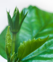 The germ of hibiscus (China rose) on a white background