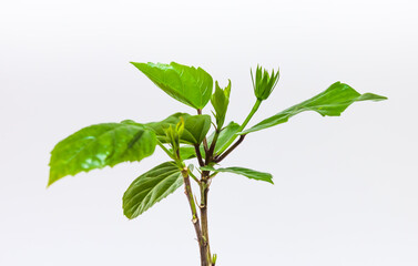 The germ of hibiscus (China rose) on a white background