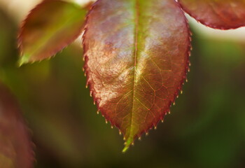 The young shoots of a rose closeup. Macro