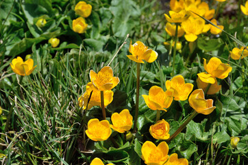 Yellow spring flowers on green grass background