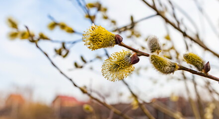 Young shoot of a willow closeup in spring