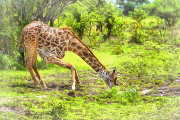 Naklejka na ściany i meble Giraffa camelopardalis, Giraffe in African savannah East Africa Tanzania