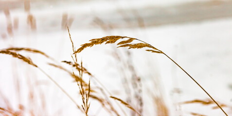 Dried grass on snow background in winter (background, banner, Wallpaper, texture)