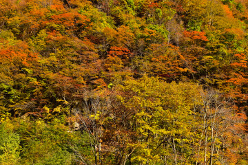 Fototapeta premium autumn in the forest