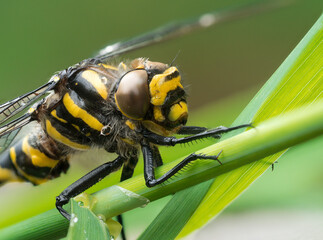 Sehr detailreiche Nahaufnahme auf die vordere Körperhälfte einer Libelle mit Blick auf das Auge.