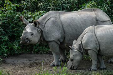 Rhinos in Kaziranga National Park in the state of Assam, India.