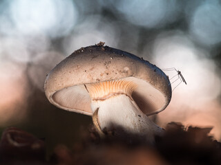 Mystische Aufnahme unter die Kappe von einen beleuchteten Pilz an dem ein kleines Insekt sitzt.