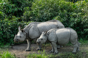 Fototapeta premium Rhinos in Kaziranga National Park in the state of Assam, India.