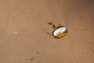 The opened leaves of the shell of a river mollusk on a background of river sand of a beach, a bubble from water of the running wave in the summer