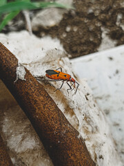 Red bug (Phyrrocoridae)