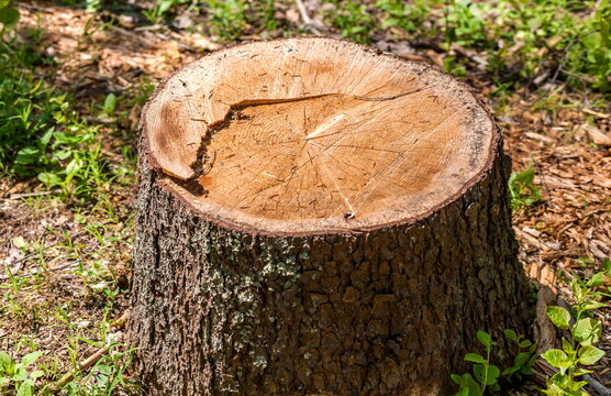 A stump from a felled tree in the forest close-up in summer