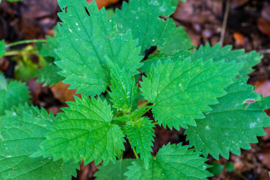 Die Brennnessel, Urtica dioica ist sowohl einen Heilpflanze und Gem&uuml;se mit vielen Vitaminen, Mineralstoffen und Spurenelemente.