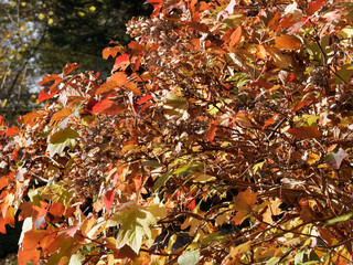 (Hydrangea quercifolia) Eichen-Hortensie oder Eichenblatt-Hortensie mit Prachtvoll Herbstfärbung....