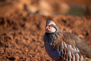  red-legged partridge (Alectoris rufa)