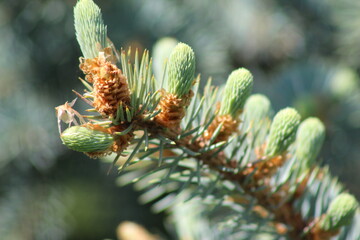 firs and fir trees with cones and needles