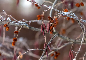 Alder twig with 