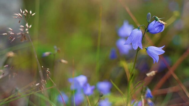 close-up flowers and capsules. Spring flowers swaying in the light breeze natural background.