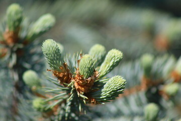 firs and fir trees with cones and needles