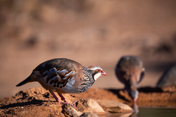  red-legged partridge (Alectoris rufa)