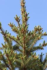 firs and fir trees with cones and needles