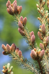 firs and fir trees with cones and needles