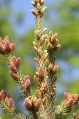 firs and fir trees with cones and needles