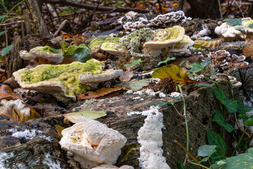 Obraz premium The White humpback fungus (Trametes gibbosa), the Bleeding tube fungus (Physisporinus sanguinolentus) and the Gray tube fungus (Bjerkandera adusta) in De Horsten park in Wassenaar