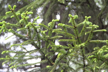 firs and fir trees with cones and needles