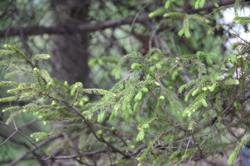 firs and fir trees with cones and needles
