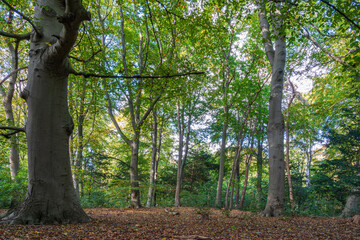 Obraz premium Beautiful old trees in autumn colors in the park De Horsten in Wassenaar
