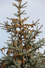 firs and fir trees with cones and needles