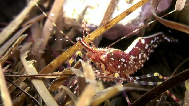 Red shrimp in the grass on seabed under water looking for food. He turns and his body is clearly visible from all sides. Underwater close-up in Pacific Ocean Japanese sea.