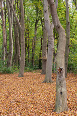 The trees dropped most of their leaves during the autumn in the park De Horsten in Wassenaar