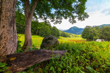 Fototapeta premium Beautiful scene at Caucasus mountains with trees