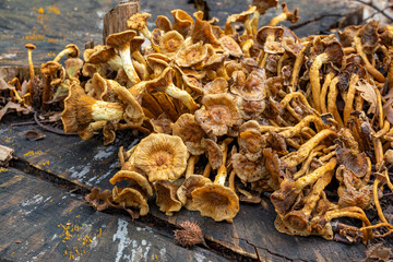 This dead tree stump in park De Horsten in Wassenaar is covered with a large group of chanterelles (Cantharellus cibarius) and in the foreground the Yellow horn (Caloreca cornea)