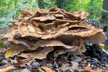 This enormous Giant Fungus (Meripilus giganteus) grows on a dead tree stump in the park De Horsten in Wassenaar
